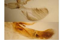 Acrobasis sodalella