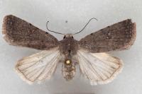 Caradrina flavirena