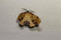 Plagodis dolabraria