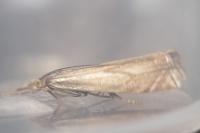 Crambus lathoniellus