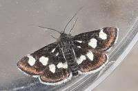 Eurrhypis pollinalis