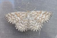 Scopula immorata