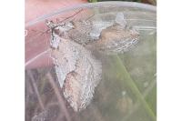 Chesias rufata rufata