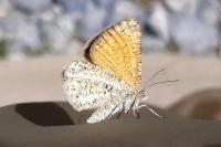 Isturgia limbaria delimbaria