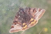Euclidia glyphica