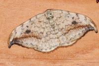 Drepana falcataria