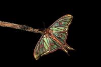 Graellsia isabellae