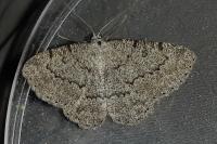 Charissa ambiguata ambiguata
