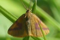 Lythria purpuraria