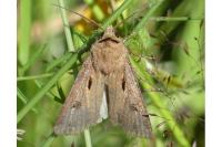 Agrotis exclamationis exclamationis