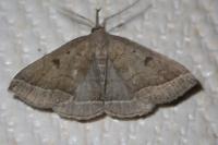 Polypogon plumigeralis