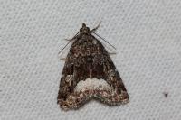 Deltote pygarga