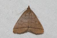 Herminia tarsipennalis