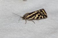 Emmelia trabealis