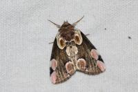 Thyatira batis