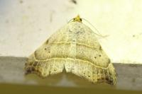 Laspeyria flexula