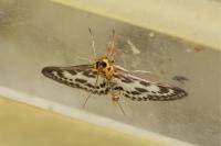 Anania hortulata
