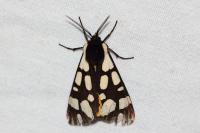 Arctia villica