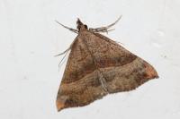 Hypena proboscidalis