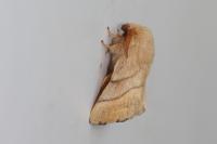 Malacosoma neustria