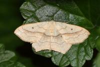 Scopula imitaria