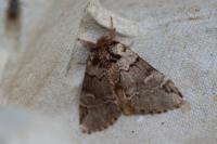Drymonia obliterata
