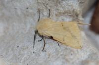 Spilarctia lutea