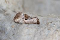 Elaphria venustula
