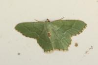 Hemithea aestivaria