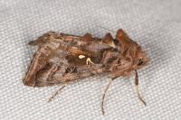 Autographa pulchrina