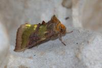Diachrysia chrysitis