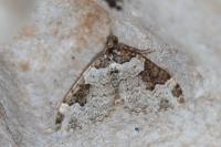 Xanthorhoe fluctuata