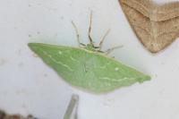 Thetidia smaragdaria