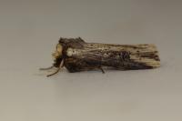 Axylia putris