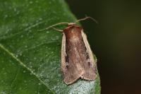Ochropleura plecta
