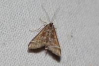 Diasemia reticularis