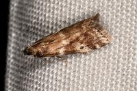 Assara terebrella