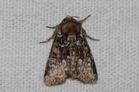 Oligia strigilis/versicolor