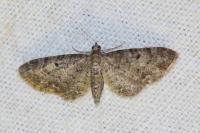 Eupithecia subfuscata