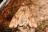 Apamea sublustris