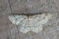 Ectropis crepuscularia