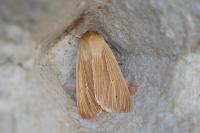 Mythimna pallens
