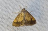 Evergestis limbata