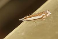 Crambus pascuella