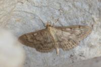 Patania ruralis