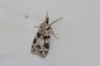 Eudonia delunella