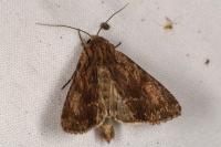 Apamea syriaca