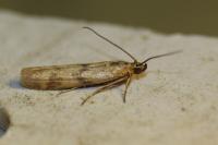 Homoeosoma sinuella