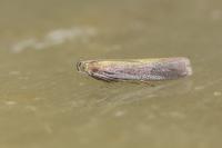 Oncocera semirubella
