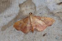 Endotricha flammealis